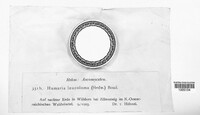 Octospora leucoloma image